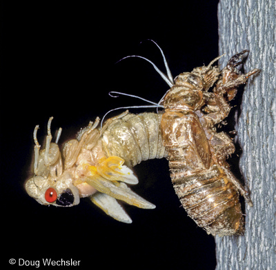 periodical cicada metamorphosis